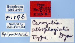 Cacozelia alboplagialis by the Smithsonian. Used under a CC0 license.