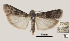 Dioryctria abietivorella by the Smithsonian. Used under a CC0 license.