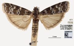 Dioryctria amatella by the Smithsonian. Used under a CC0 license.