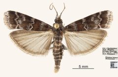 Dioryctria merkeli by the Smithsonian. Used under a CC0 license.