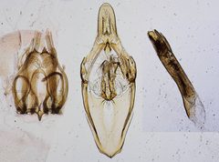 Dioryctria xanthoenobares by the Smithsonian. Used under a CC0 license.