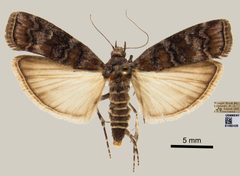 Dioryctria zimmermani by the Smithsonian. Used under a CC0 license.