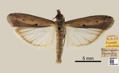 Elasmopalpus lignosella by the Smithsonian. Used under a CC0 license.