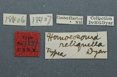 Homoeosoma reliquellum by the Smithsonian. Used under a CC0 license.