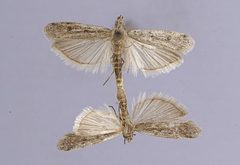 Homoeosoma reliquellum by the Smithsonian. Used under a CC0 license.