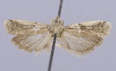 Laetilia cardini by the Smithsonian. Used under a CC0 license.