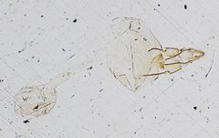Laetilia portoricensis by the Smithsonian. Used under a CC0 license.