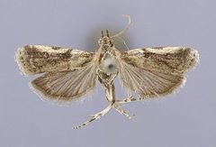 Laetilia portoricensis by the Smithsonian. Used under a CC0 license.