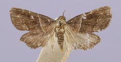 Lepidomys bilinealis by the Smithsonian. Used under a CC0 license.