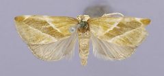 Lepidomys viridans by the Smithsonian. Used under a CC0 license.