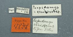 Lepidomys viridans by the Smithsonian. Used under a CC0 license.
