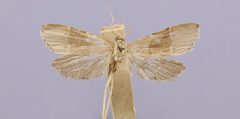 Parachma tarachodes by the Smithsonian. Used under a CC0 license.