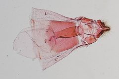 Rostrolaetilia utahensis by the Smithsonian. Used under a CC0 license.