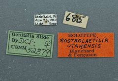 Rostrolaetilia utahensis by the Smithsonian. Used under a CC0 license.