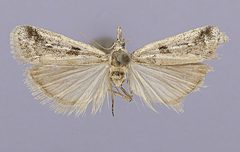 Rostrolaetilia utahensis by the Smithsonian. Used under a CC0 license.