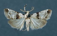 Tallula watsoni by the Smithsonian. Used under a CC0 license.