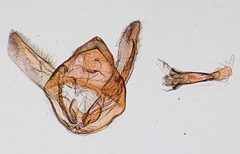 Thyridopyralis gallaerandialis by the Smithsonian. Used under a CC0 license.