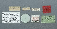 Thyridopyralis gallaerandialis by the Smithsonian. Used under a CC0 license.
