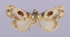 Thyridopyralis gallaerandialis by the Smithsonian. Used under a CC0 license.