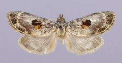 Thyridopyralis illustrata by the Smithsonian. Used under a CC0 license.