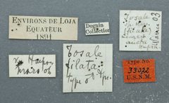 Tosale filata by the Smithsonian. Used under a CC0 license.