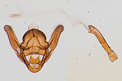 Tosale similalis by the Smithsonian. Used under a CC0 license.