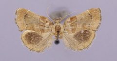Tosale similalis by the Smithsonian. Used under a CC0 license.