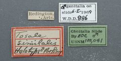 Tosale similalis by the Smithsonian. Used under a CC0 license.