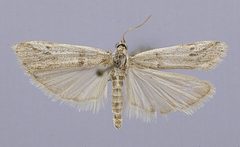 Zophodia grossulariae ihouna by the Smithsonian. Used under a CC0 license.
