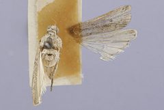 Zophodia holochlora by the Smithsonian. Used under a CC0 license.