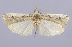 Zophodia polingella by the Smithsonian. Used under a CC0 license.