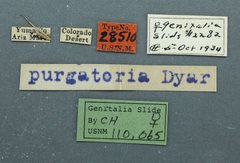 Zophodia purgatoria by the Smithsonian. Used under a CC0 license.