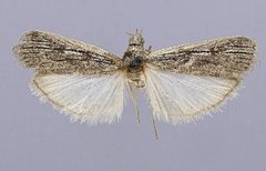 Zophodia purgatoria by the Smithsonian. Used under a CC0 license.