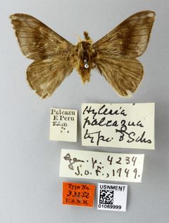 Hylesia palcazua by the Smithsonian. Used under a CC0 license.