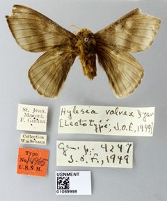Hylesia valvex by the Smithsonian. Used under a CC0 license.