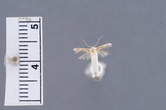 Stathmopoda argyrosticha by the Smithsonian. Used under a CC0 license.