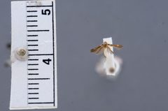 Stathmopoda filicula by the Smithsonian. Used under a CC0 license.