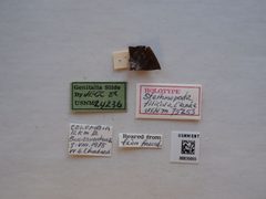 Stathmopoda filicula by the Smithsonian. Used under a CC0 license.