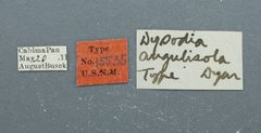 Dysodia angulisola by the Smithsonian. Used under a CC0 license.