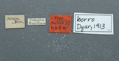 Dysodia borro by the Smithsonian. Used under a CC0 license.