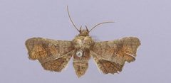 Dysodia borro by the Smithsonian. Used under a CC0 license.