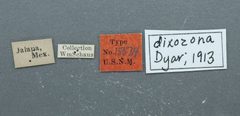 Dysodia dixozona by the Smithsonian. Used under a CC0 license.