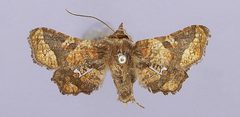 Dysodia dixozona by the Smithsonian. Used under a CC0 license.