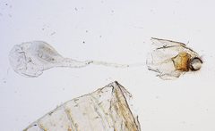 Meskea subapicula by the Smithsonian. Used under a CC0 license.