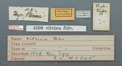 Thyris vitrina by the Smithsonian. Used under a CC0 license.