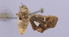 Thyris vitrina by the Smithsonian. Used under a CC0 license.