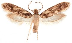 Niditinea fuscella by the Smithsonian. Used under a CC0 license.