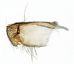 Niditinea fuscella by the Smithsonian. Used under a CC0 license.