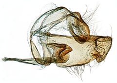 Niditinea fuscella by the Smithsonian. Used under a CC0 license.