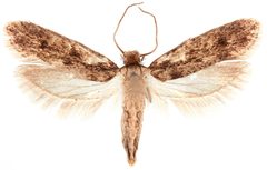 Niditinea fuscella by the Smithsonian. Used under a CC0 license.